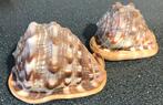 Parelmoer oesterschelp en Cypraecassis rufa helmschelp, Verzamelen, Ophalen of Verzenden, Schelp(en)