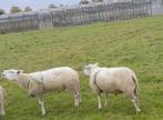 dekram, Dieren en Toebehoren, Schapen, Geiten en Varkens, Mannelijk, Schaap, 0 tot 2 jaar