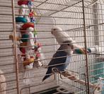 Agapornis roseicollis, Dieren en Toebehoren, Vogels | Parkieten en Papegaaien, Geslacht onbekend, Dwergpapegaai of Agapornis