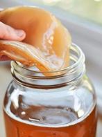 scoby kombucha voor wie wil heb ik er, Ophalen