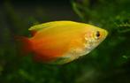 dwerg gourami. kleurige vissen voor een gezeldschap bak, Vis