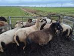 Te koop maasduinschapen, Dieren en Toebehoren, Meerdere dieren, Geit