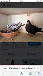 Gevraagd scherens van gramberen, Dieren en Toebehoren, Vogels | Duiven, Meerdere dieren, Postduif