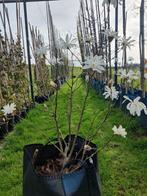 Magnolia 'stellata' (9 stuks), Lente, Overige soorten, Volle zon, Ophalen of Verzenden