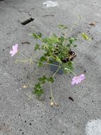 Geranium Dreamland - Prachtige Ooievaarsbek, Vaste plant, Halfschaduw, Zomer, Ophalen