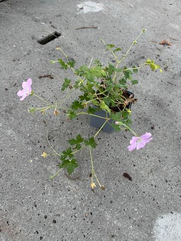 Geranium Dreamland - Prachtige Ooievaarsbek beschikbaar voor biedingen