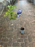 Blauwe Regen (Wisteria) Klimplant, Tuin en Terras, Ophalen, Vaste plant, Halfschaduw, Klimplanten