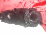 pomeriaan pup 1  Teefje, Overige rassen, 8 tot 15 weken, Meerdere, Meerdere dieren