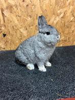 Kleurdwerg Chinchilla Man Jong (dwergkonijn), Mannelijk, Dwerg, 0 tot 2 jaar