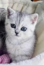 Britse korthaar kittens, Poes, Ontwormd, 0 tot 2 jaar