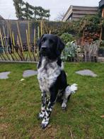 Nieuwe baas voor onze Friese Stabij Loet, Dieren en Toebehoren, 15 weken tot 1 jaar, Rabiës (hondsdolheid), Eén hond, Nederland