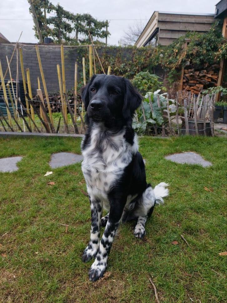 Nieuwe baas voor onze Friese Stabij Loet, Dieren en Toebehoren, Honden | Retrievers, Spaniëls en Waterhonden, Reu, Overige rassen