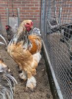 Brahma hanen, Dieren en Toebehoren, Pluimvee, Mannelijk, Kip