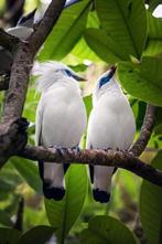 Balispreeuwen 2025, Meerdere dieren