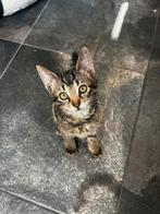 prachtige kitten 🐱, Dieren en Toebehoren, Katten en Kittens | Overige Katten, Kater