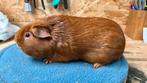 Cavia gladhaar goud Zeug, Dieren en Toebehoren, Knaagdieren, Cavia, Vrouwelijk, Mei, Tam