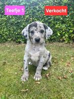 Unieke kruising pups te koop, CDV (hondenziekte), 8 tot 15 weken, Groot, Meerdere