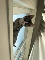 Kitten 2 maanden oud, Dieren en Toebehoren, Katten en Kittens | Raskatten | Korthaar, Poes