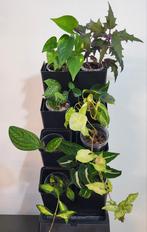 Diverse kamerplanten mini pakket (philodendron, hoya, ), Huis en Inrichting, Kamerplanten, Ophalen of Verzenden, Overige soorten
