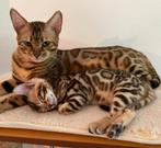 Exclusieve Bengaal kittens verwacht ☆ Incl. TICA stamboom, Dieren en Toebehoren, Katten en Kittens | Raskatten | Korthaar, Meerdere dieren