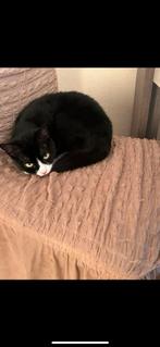 Lieve kat zoekt een nieuw thuis, Dieren en Toebehoren, Katten en Kittens | Overige Katten, Poes