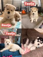 Pomsky Pups te Koop – 4 Gezonde, Liefdevol Opgevoede Pups, 8 tot 15 weken, Meerdere, Meerdere dieren, Nederland