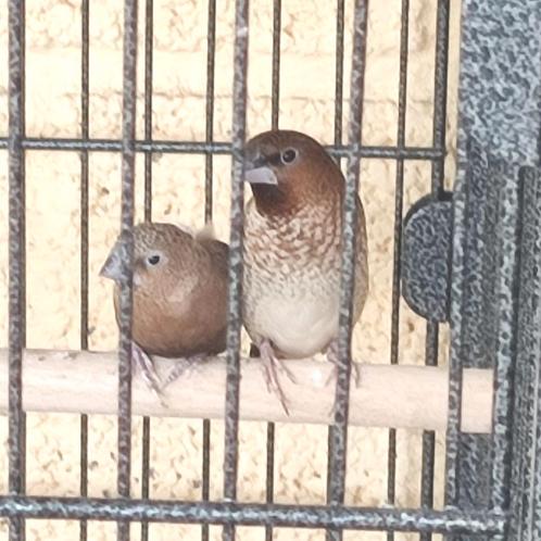 Koppeltje Japanse meeuwtjes van dit voorjaar, Dieren en Toebehoren, Vogels | Overige Vogels, Tropenvogel, Meerdere dieren