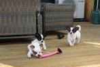 Te Koop: Chihuahua pups, Dieren en Toebehoren, Honden | Chihuahua's en Gezelschapshonden, Parvo, 8 tot 15 weken, Meerdere, Meerdere dieren