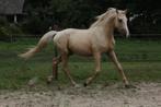 Bijzonder bewegende nrps e-pony, echte lieve knuffelpony!, E pony (1.48m - 1.57m), Gechipt, 3 tot 6 jaar