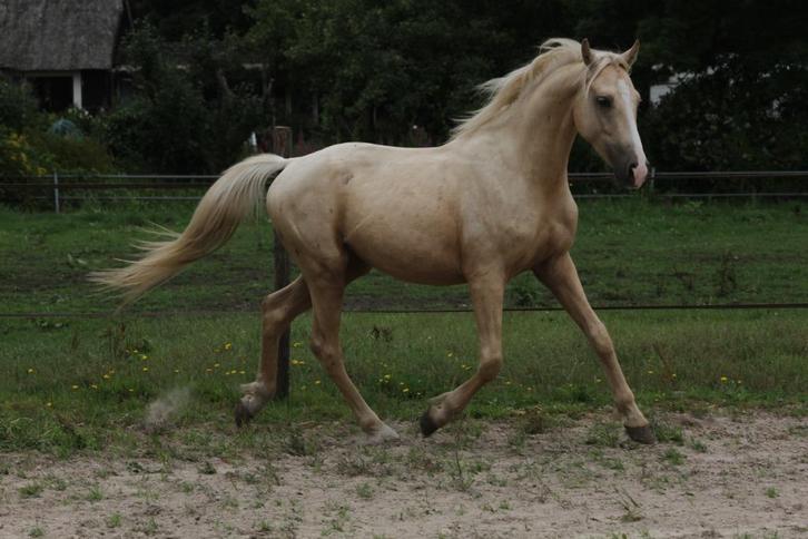 Bijzonder bewegende nrps e-pony, echte lieve knuffelpony!, Dieren en Toebehoren, Pony's, E pony (1.48m - 1.57m), 3 tot 6 jaar