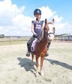 A  pony 12 jaar, Dieren en Toebehoren, Pony's, Gechipt, Ruin, Zadelmak, A pony (tot 1.17m)