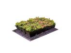 Sedum Cassettes per 0.23 meter, Bodembedekkers, Vaste plant, Ophalen of Verzenden, Halfschaduw
