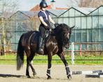 Leuke dressuur e-pony, Dieren en Toebehoren, Paarden, Ruin, M, Dressuurpaard, 11 jaar of ouder