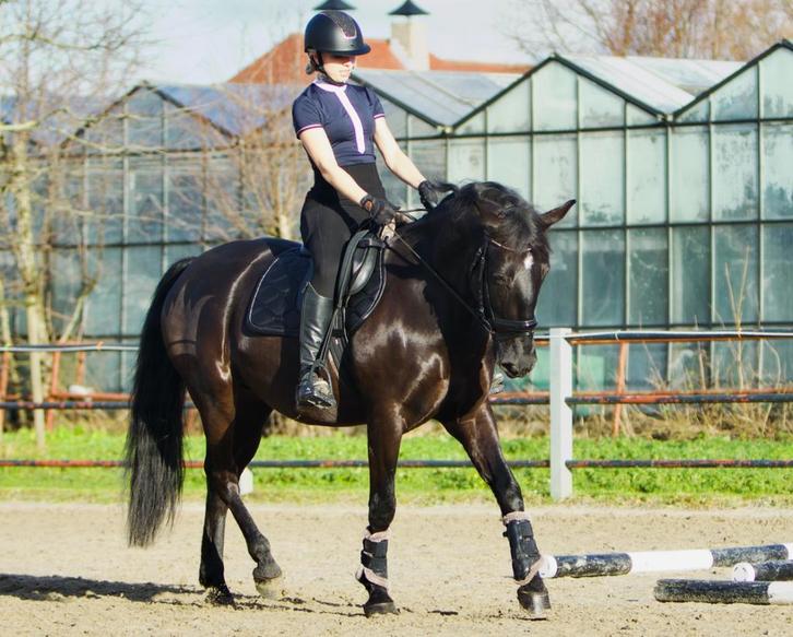 Leuke dressuur e-pony, Dieren en Toebehoren, Paarden, Ruin, M, 11 jaar of ouder, Dressuurpaard