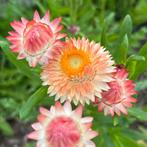 Strobloem 'salmon' - 75 zaden | Helichrysum bracteatum, Tuin en Terras, Bloembollen en Zaden, Ophalen of Verzenden, Volle zon