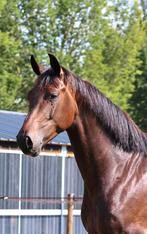 Stoere 4 jarige dressuur paard ruin, Dieren en Toebehoren, Ruin, Dressuurpaard, 3 tot 6 jaar