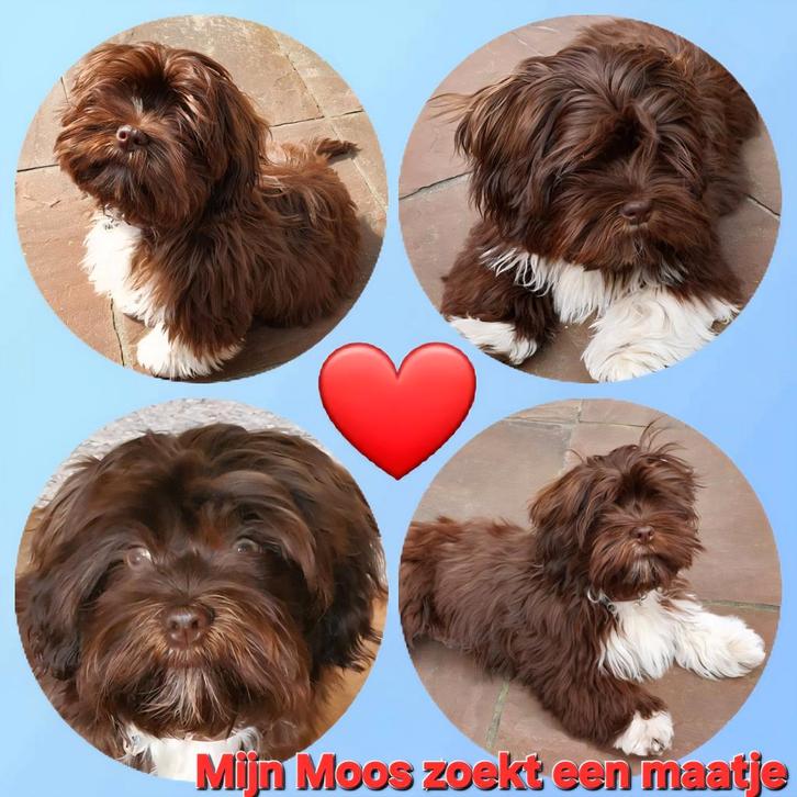 Gezocht: gezonde, sociale shih tzu pup of shih tzu mix, Dieren en Toebehoren, Honden | Chihuahua's en Gezelschapshonden, Geslacht onbekend