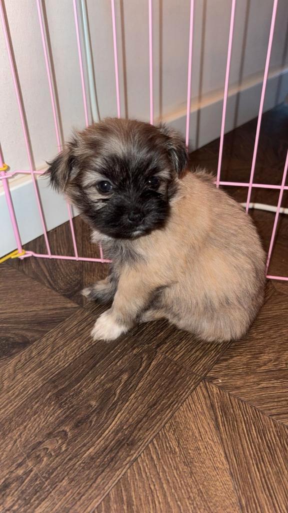 Lieve pups zoeken liefdevol thuis, Dieren en Toebehoren, Honden | Chihuahua's en Gezelschapshonden, Meerdere dieren, Overige rassen