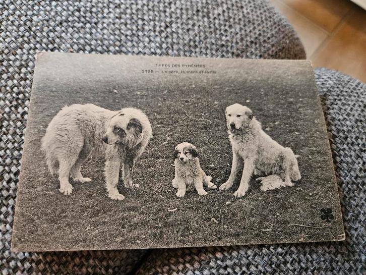 Honden Pyreneeën Postkaart - 1912, Verzamelen, Ansichtkaarten | Themakaarten, Gelopen, Voor 1920, Ophalen of Verzenden