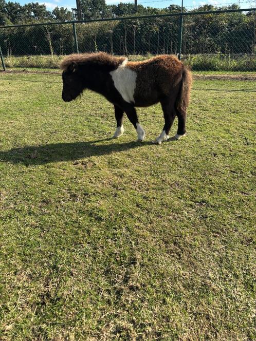 mini hengst VEULENS     ZEER KLEIN NIEUWE 10-9, Dieren en Toebehoren, Pony's, Hengst, Onbeleerd, A pony (tot 1.17m), Recreatiepony