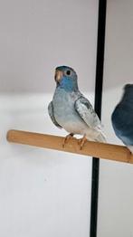 Splendid, Vrouwelijk, Parkiet