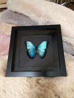 Taxidermie opgezette vlinder morpho peleides man in 3D lijst, Verzamelen, Dierenverzamelingen, Nieuw, Opgezet dier, Ophalen of Verzenden
