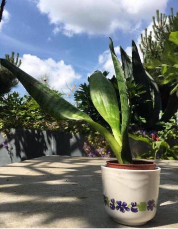 Leuke vintage bloempotten bio kamerplanten diverse beschikbaar voor biedingen