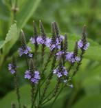 Verbena Hastata zaden, Verzenden, Zaad