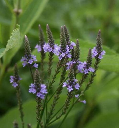 Verbena Hastata zaden, Tuin en Terras, Bloembollen en Zaden, Zaad, Verzenden