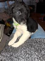 Stabij, Dieren en Toebehoren, Overige rassen, CDV (hondenziekte), 8 tot 15 weken, Meerdere