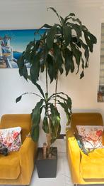 Yucca Boom, Ophalen of Verzenden, Overige soorten, 200 cm of meer
