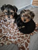 Yorkshirter Pups, Yorkshire Terriër, 8 tot 15 weken, Meerdere, Meerdere dieren