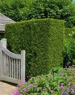 Nieuwe heg nodg? Diverse hagen te koop, Tuin en Terras, Planten | Bomen, Volle zon, Bloeit niet, 100 tot 250 cm, Overige soorten