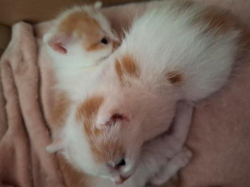 Twee schattige kittens te koop! 100-,, Dieren en Toebehoren, Katten en Kittens | Raskatten | Langhaar, Meerdere dieren
